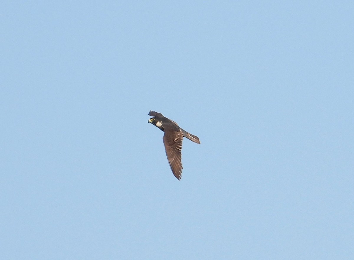 Peregrine Falcon (Australian) - Chris Burwell