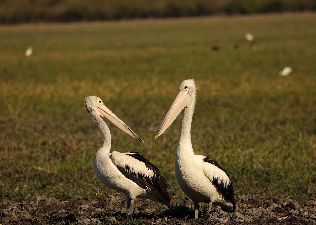 pelikán australský - ML179438491
