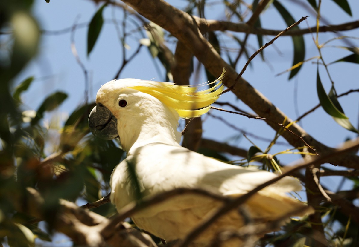 Sulphur-crested Cockatoo - Ly Lan Le Do