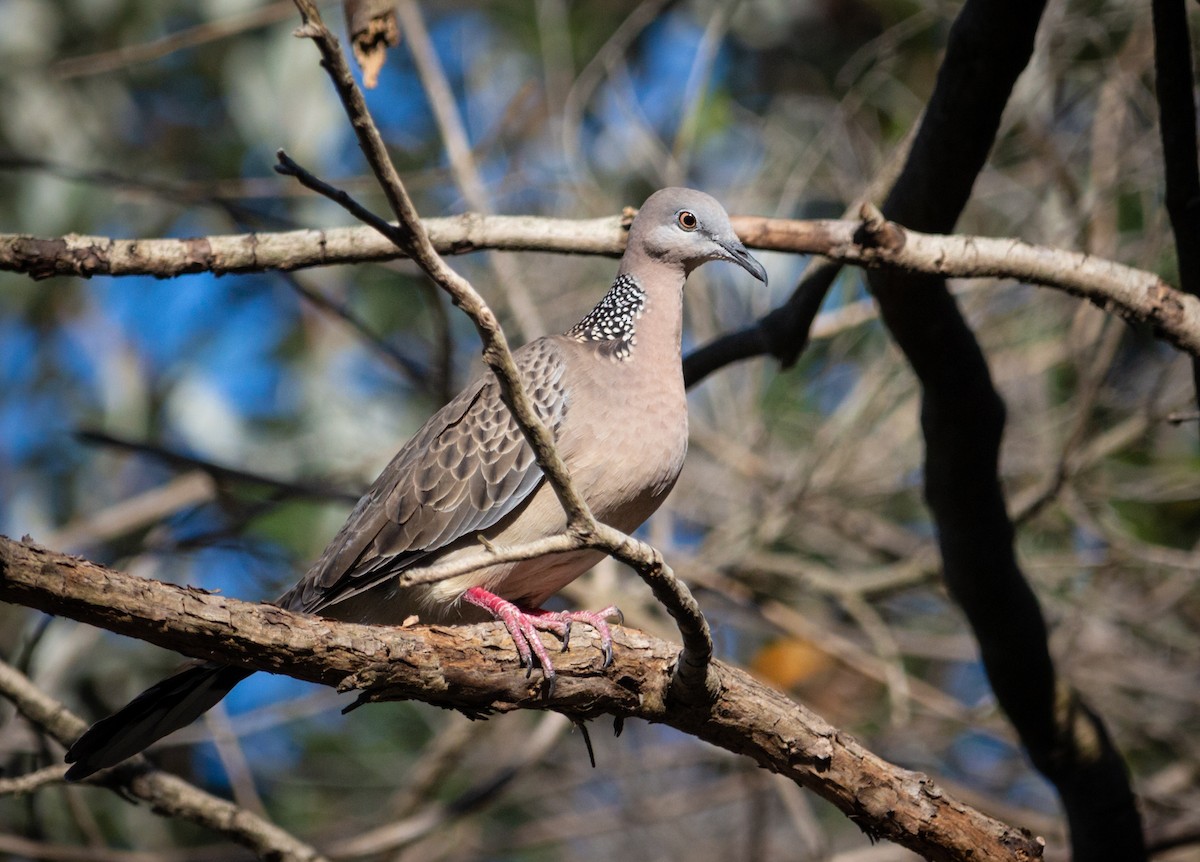 Spotted Dove - ML179440141