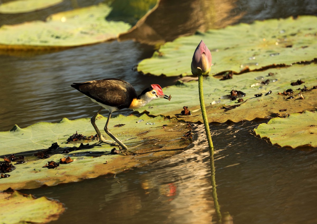 Comb-crested Jacana - Ly Lan Le Do