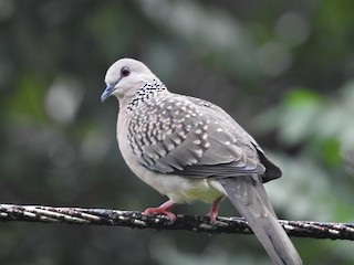 Spotted Dove, ML179440311