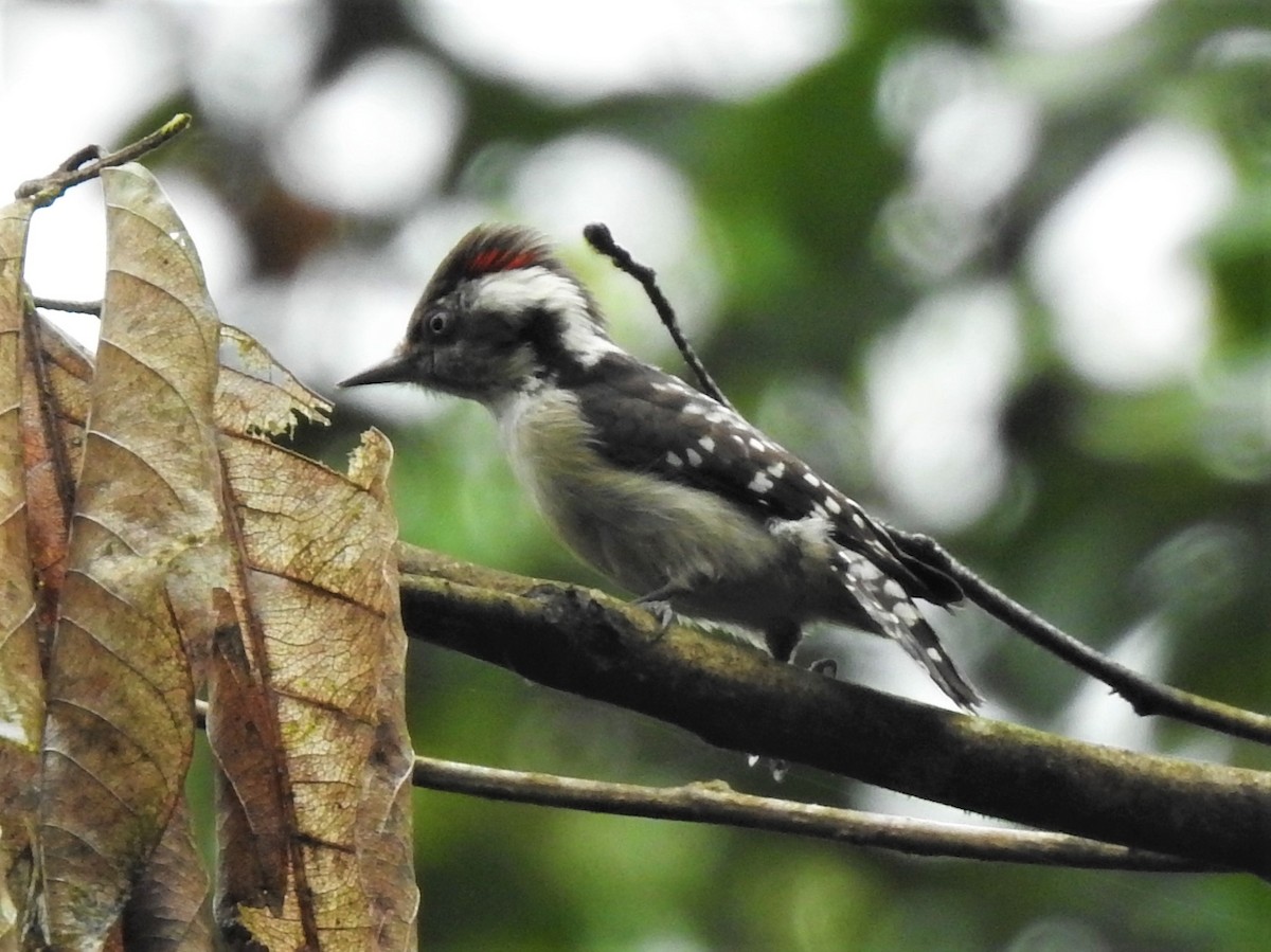 Brown-capped Pygmy Woodpecker - Letitia Negulescu