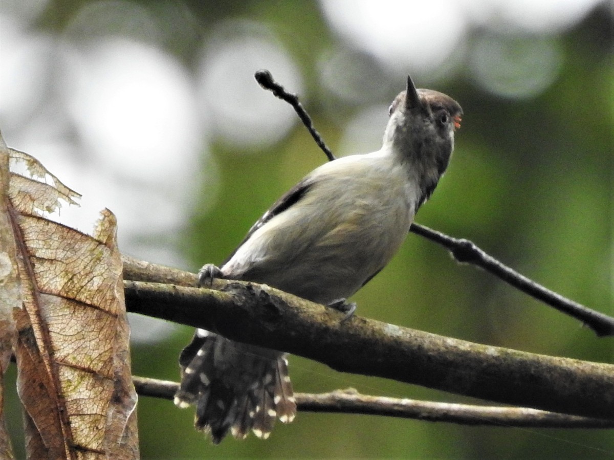 Brown-capped Pygmy Woodpecker - Letitia Negulescu