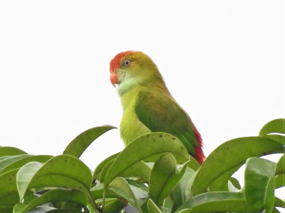 Sri Lanka Hanging-Parrot - Letitia Negulescu