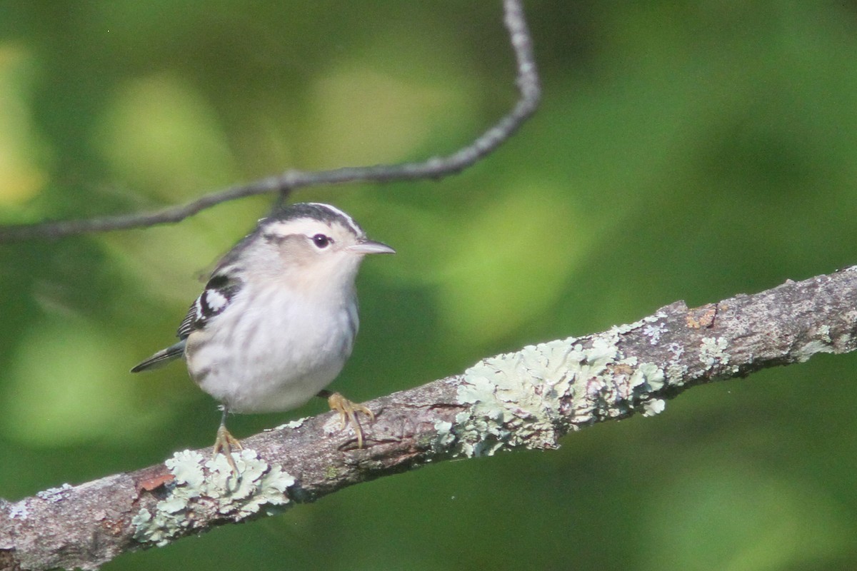 Black-and-white Warbler - ML179451261