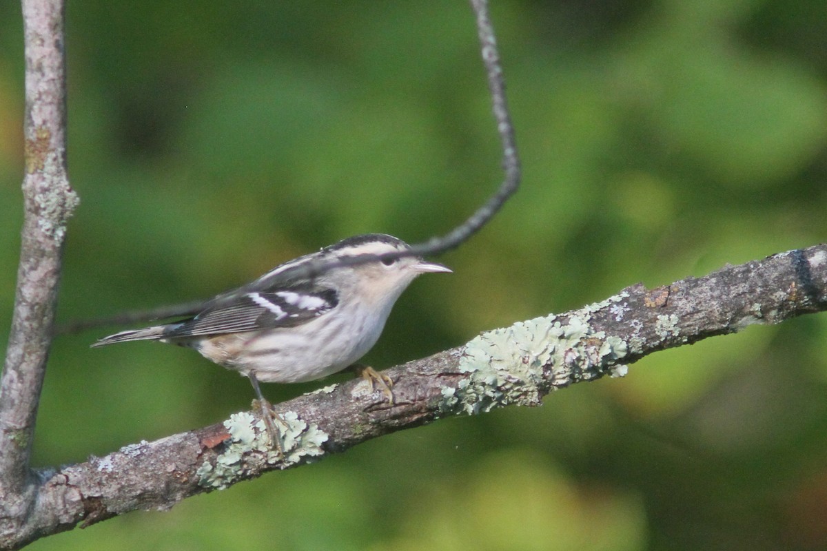 Black-and-white Warbler - ML179451271