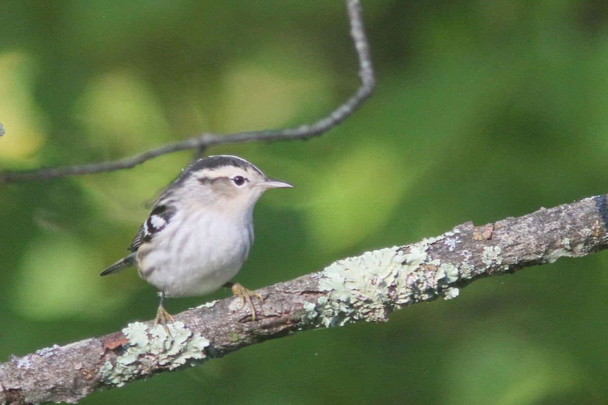 Black-and-white Warbler - ML179451281