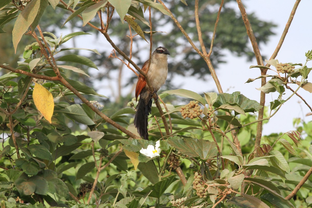 White-browed Coucal - ML179451891
