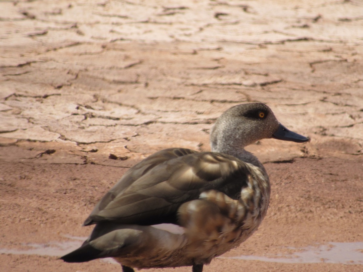 Crested Duck - ML179452861