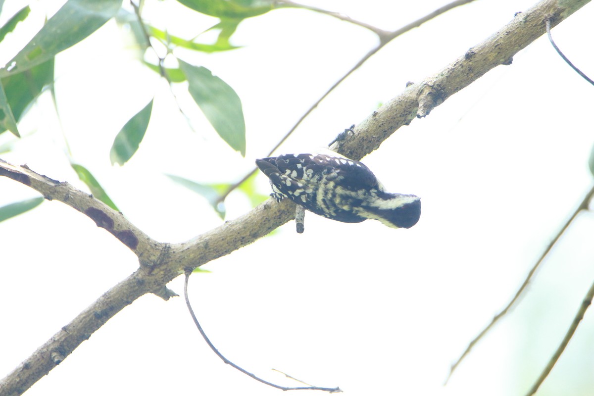 Brown-capped Pygmy Woodpecker - ML179453291