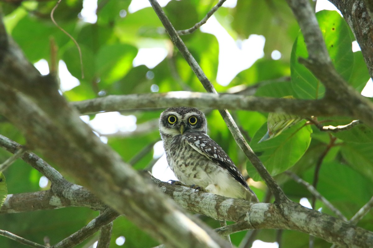 Spotted Owlet - ML179453311