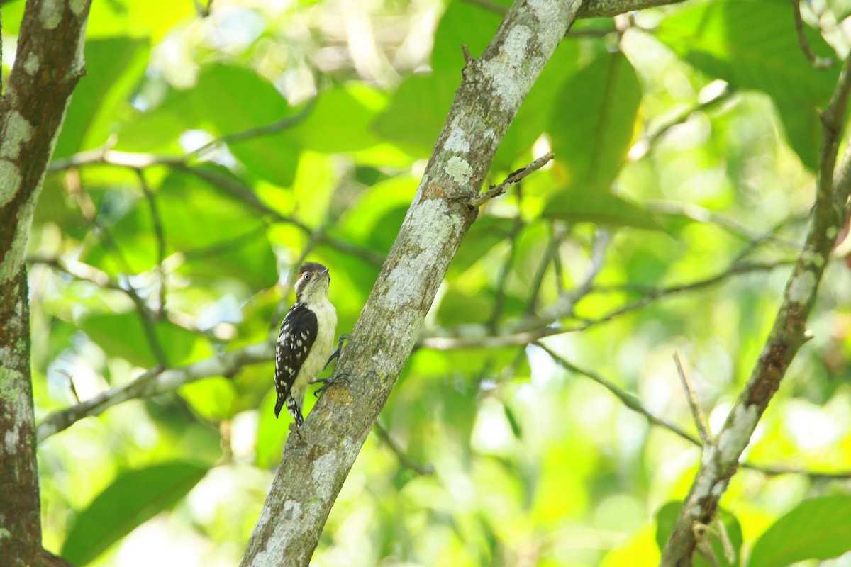Brown-capped Pygmy Woodpecker - ML179453321