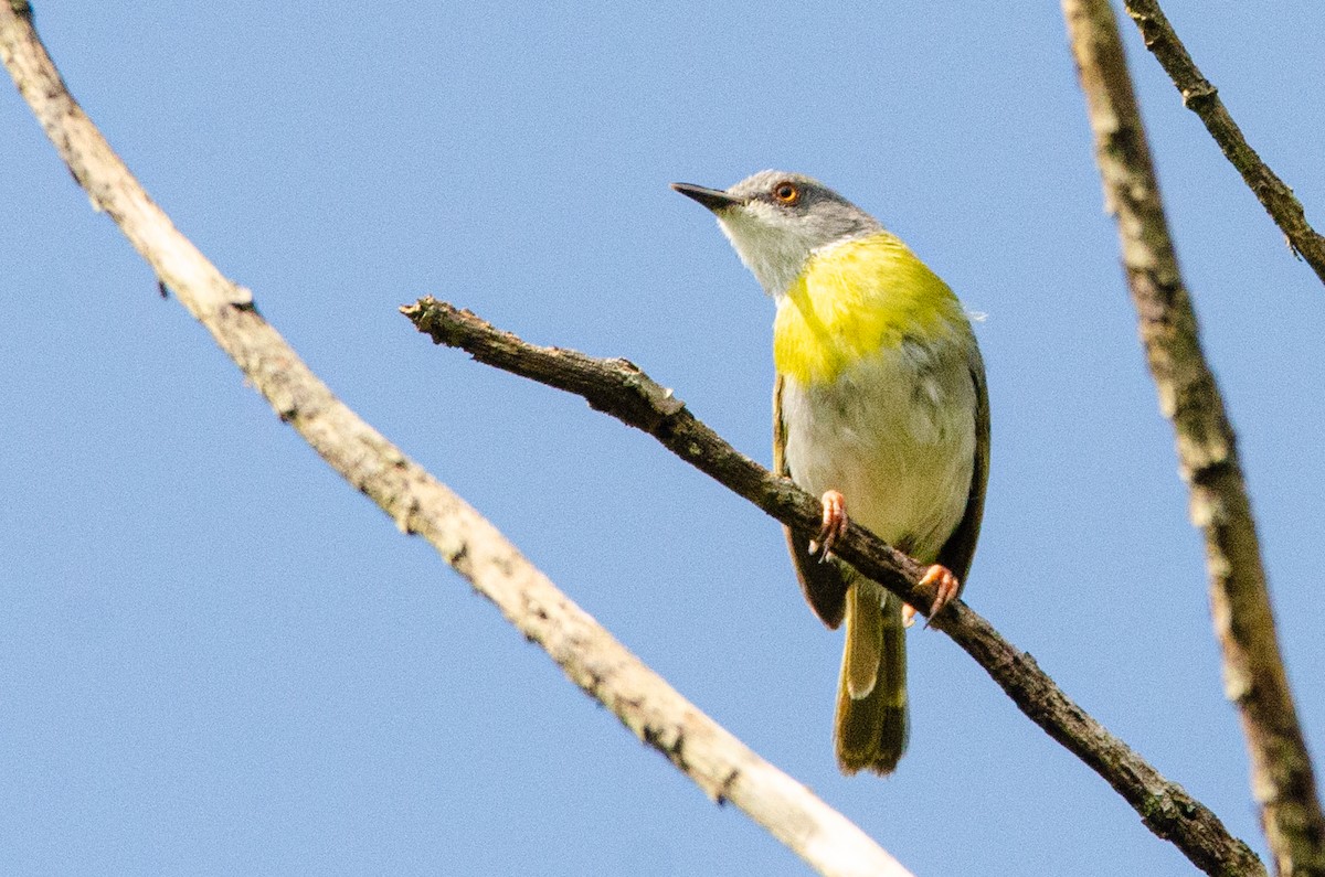 Yellow-breasted Apalis - ML179453901