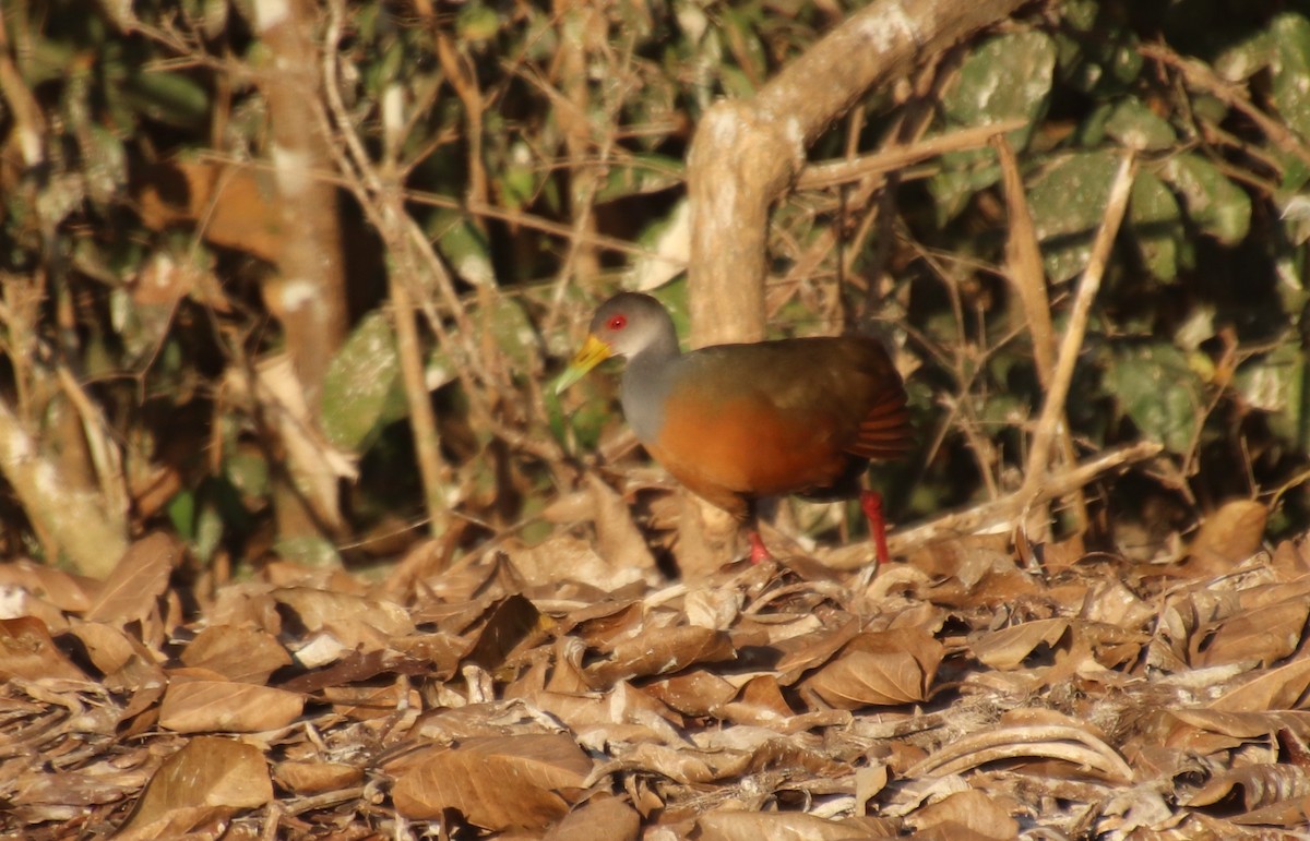 Gray-cowled Wood-Rail - Millie and Peter Thomas