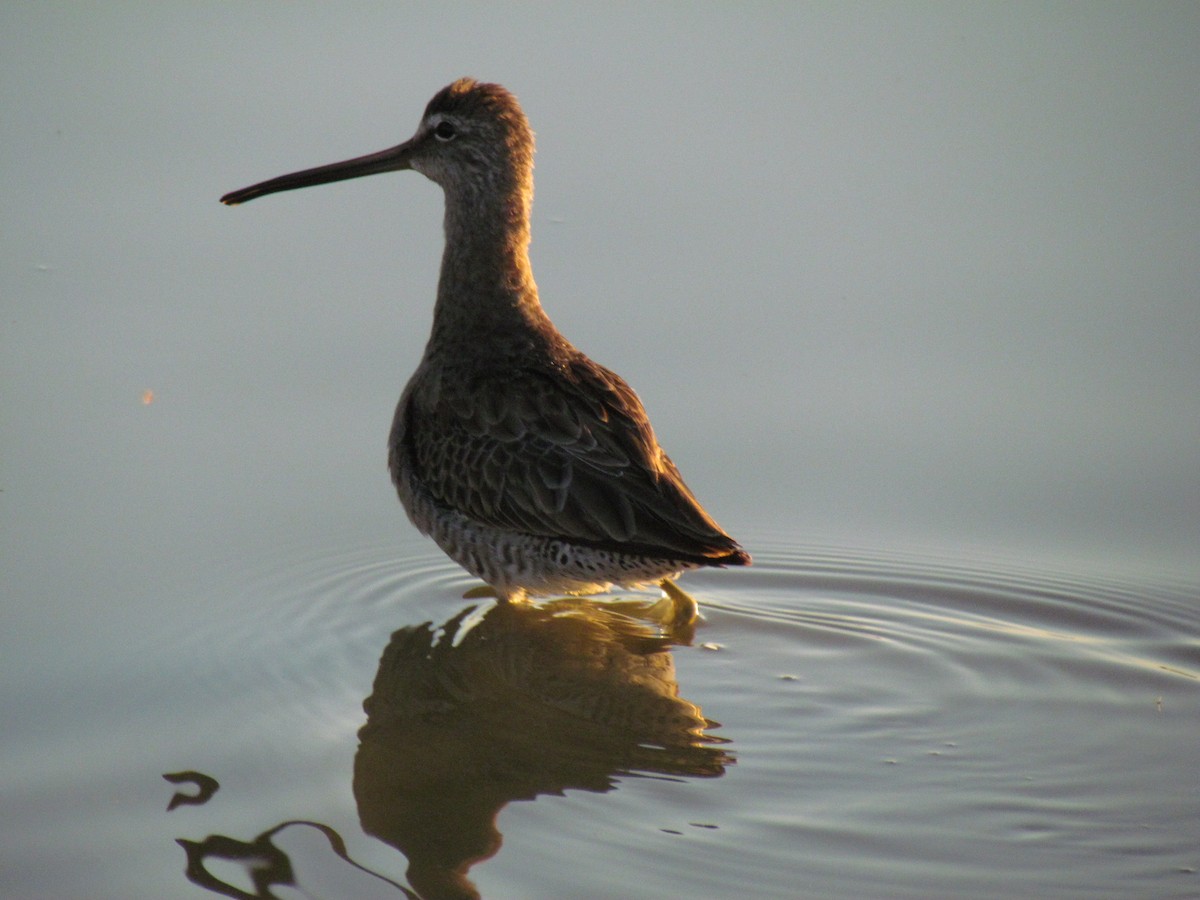 Short-billed Dowitcher - Mike Fung