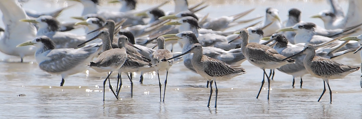 Asian Dowitcher - ML179460231