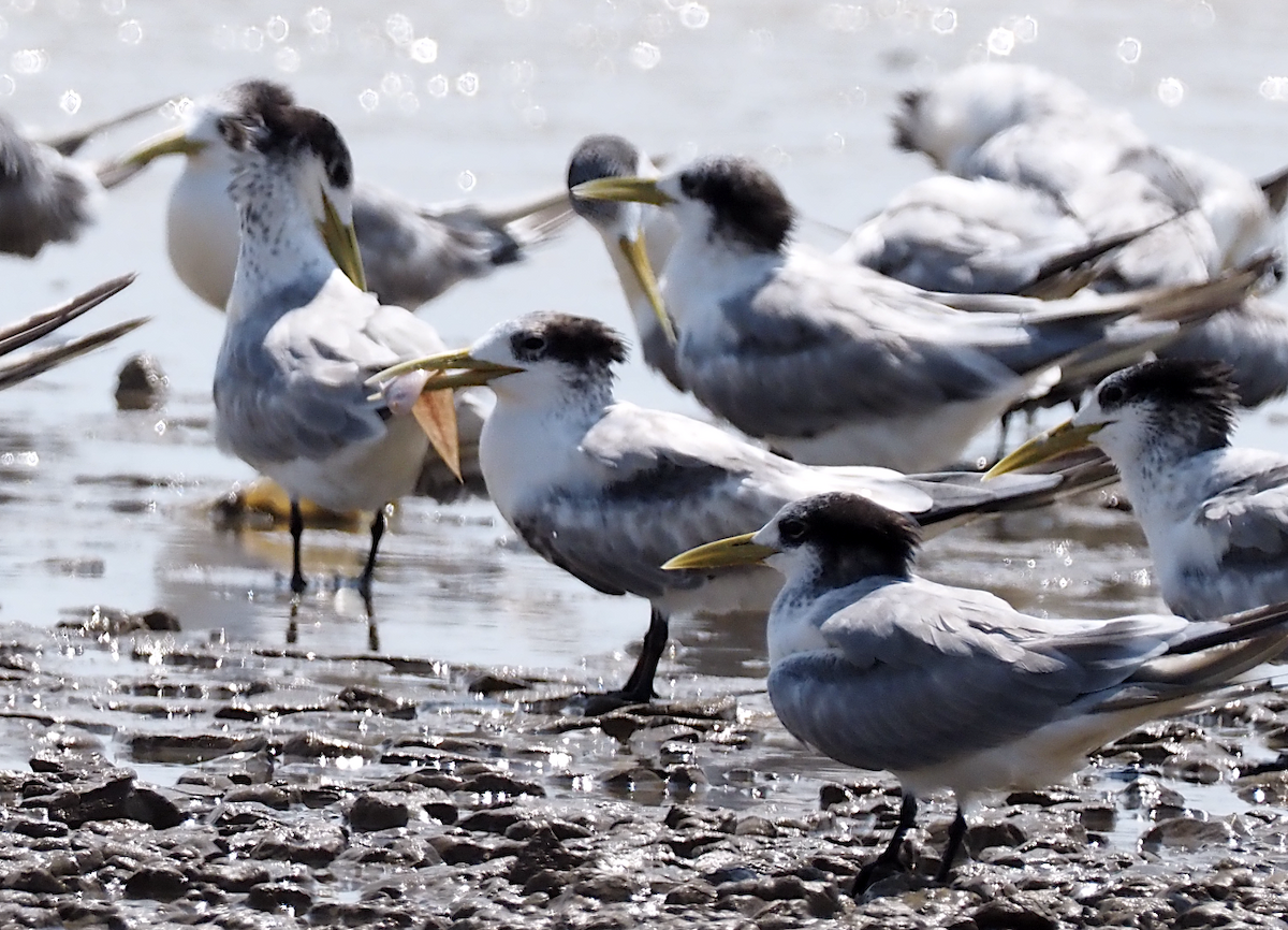 Great Crested Tern - ML179460371