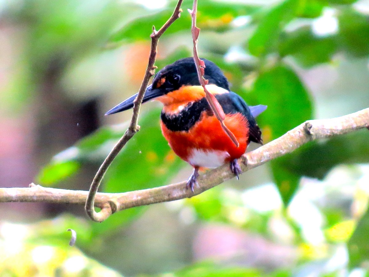 American Pygmy Kingfisher - ML179461081