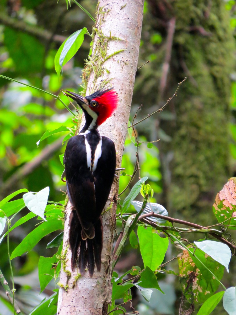 Crimson-crested Woodpecker - ML179462681