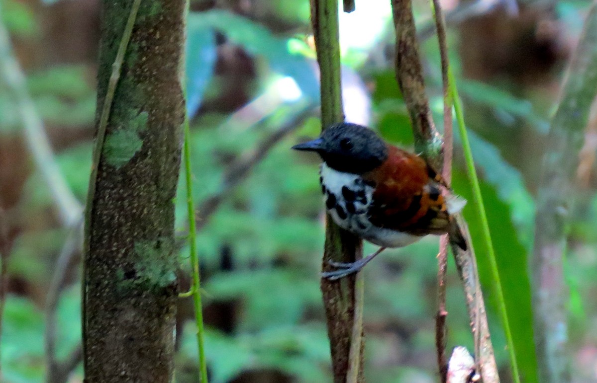 Spotted Antbird - ML179462961