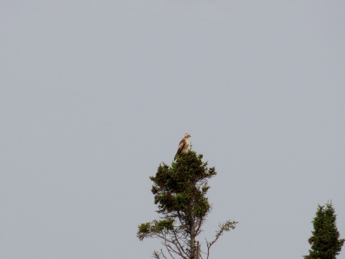 Red-tailed Hawk - ML179464671