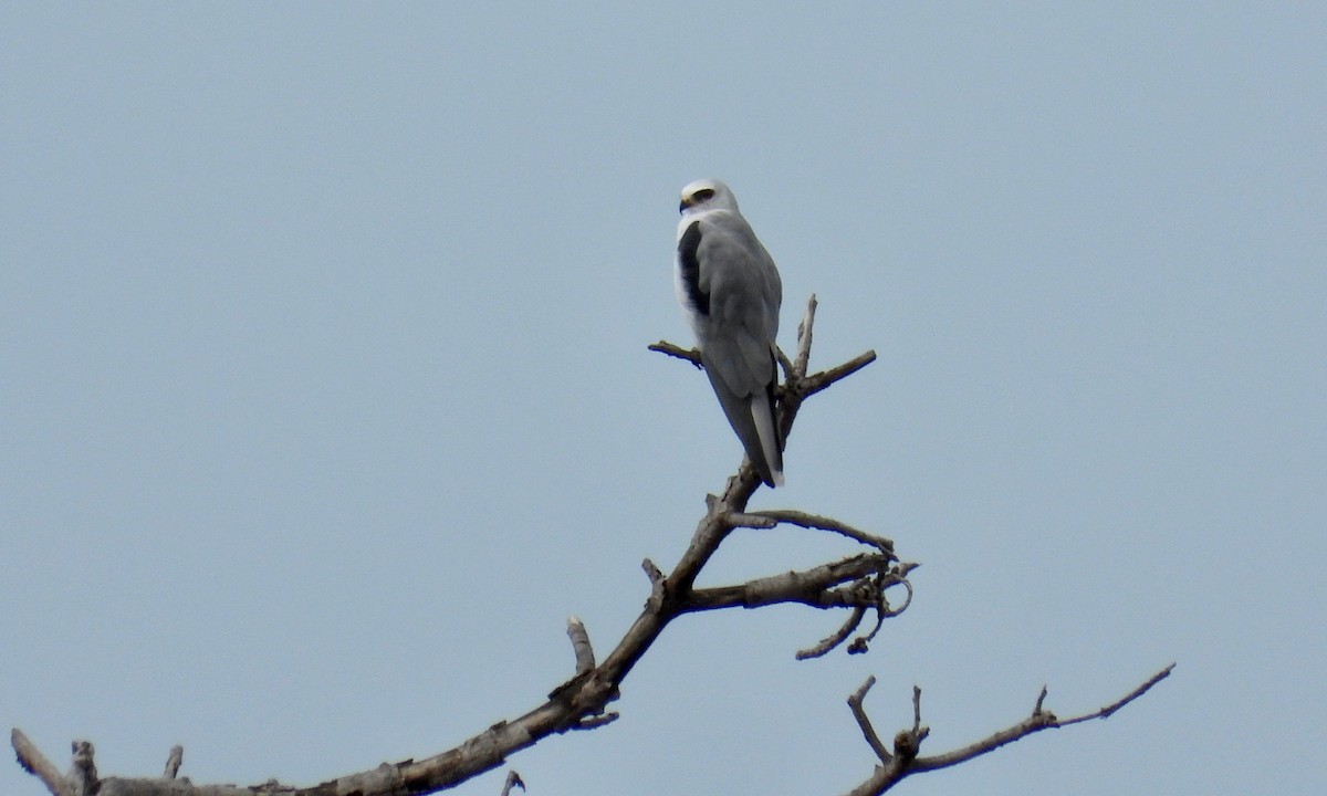 White-tailed Kite - grete pasch