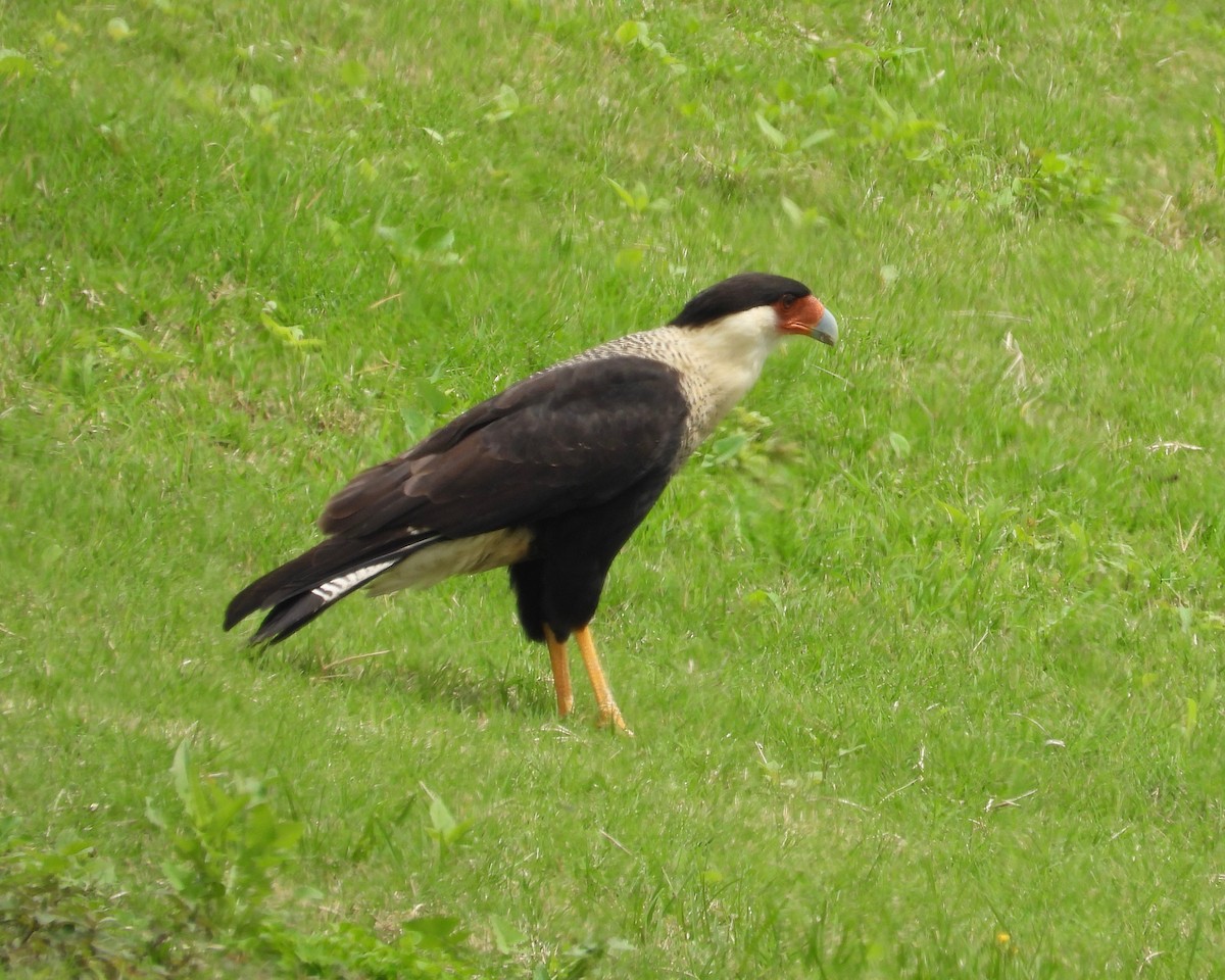 Crested Caracara (Northern) - grete pasch