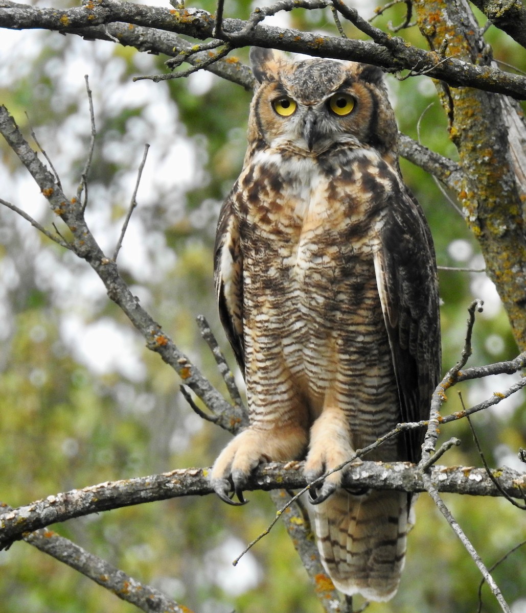 Great Horned Owl - Joey Magerl