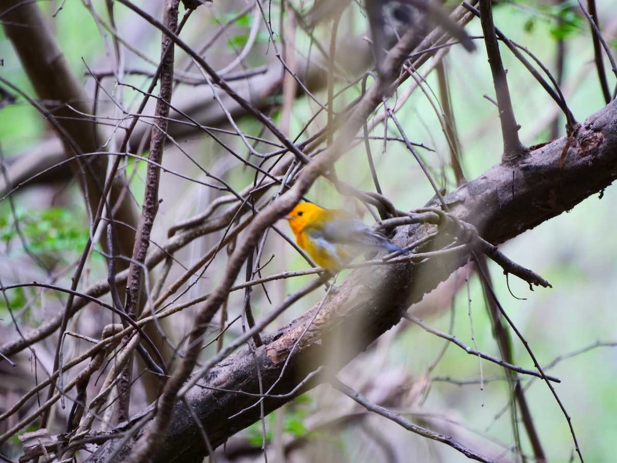 Prothonotary Warbler - Gillian Holliday