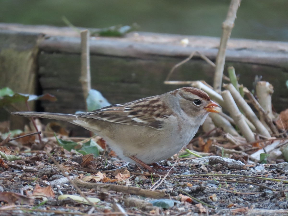 White-crowned Sparrow - ML179474111