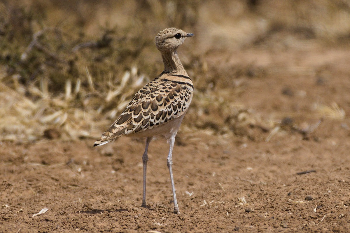 Double-banded Courser - ML179477311