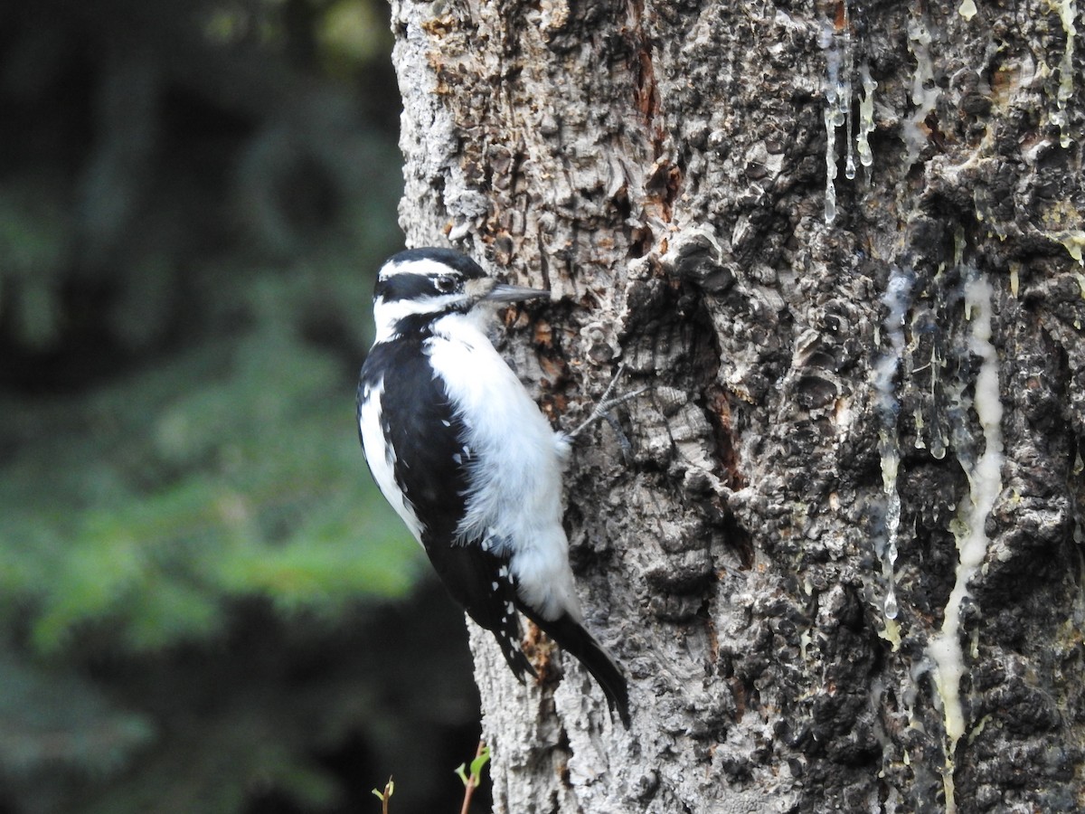 Hairy Woodpecker - jack foard