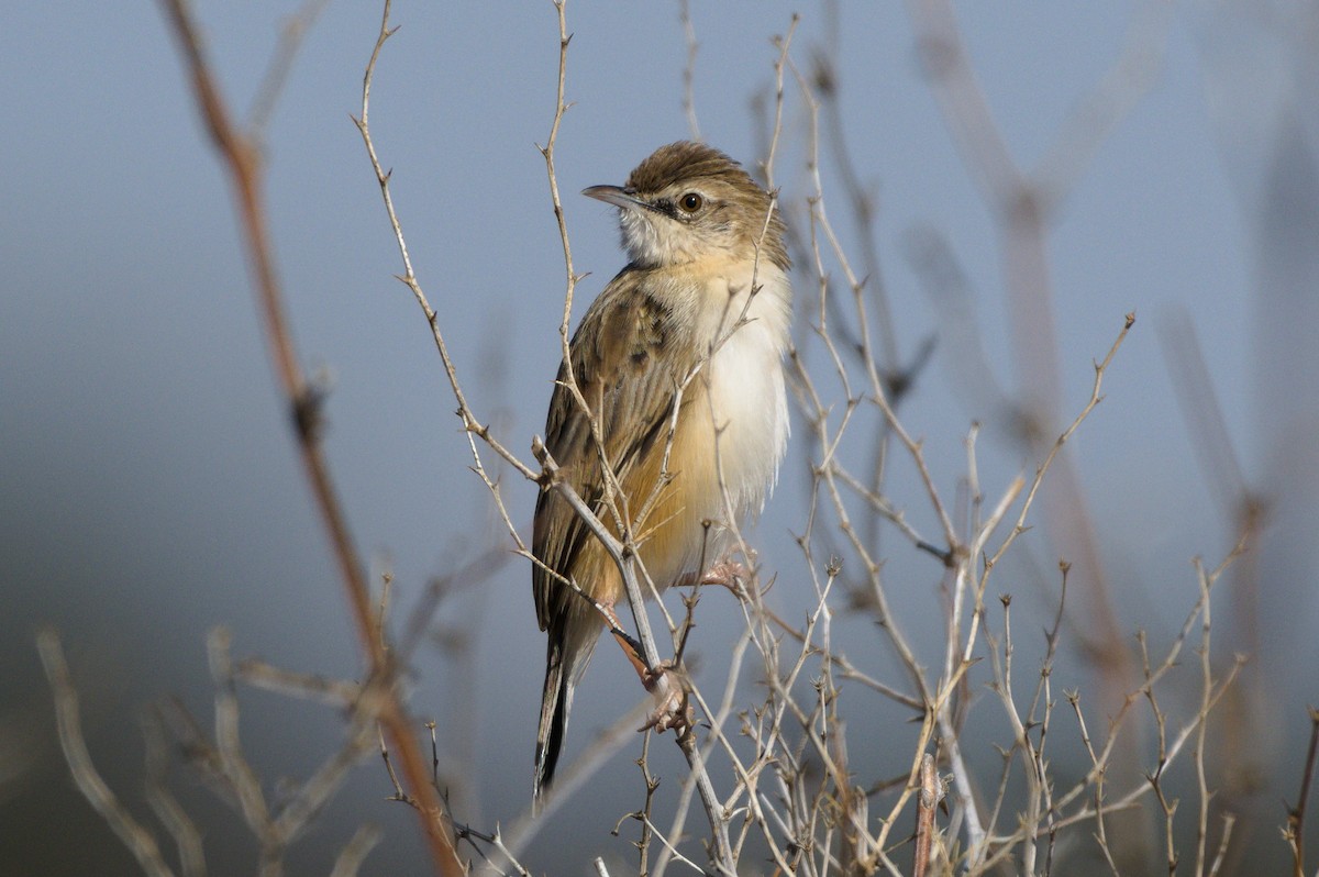 Wing-snapping Cisticola - ML179477901