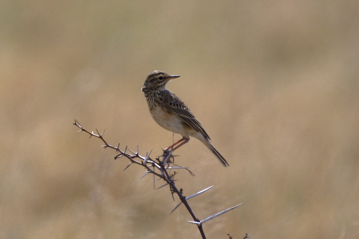 African Pipit - Richard Gray