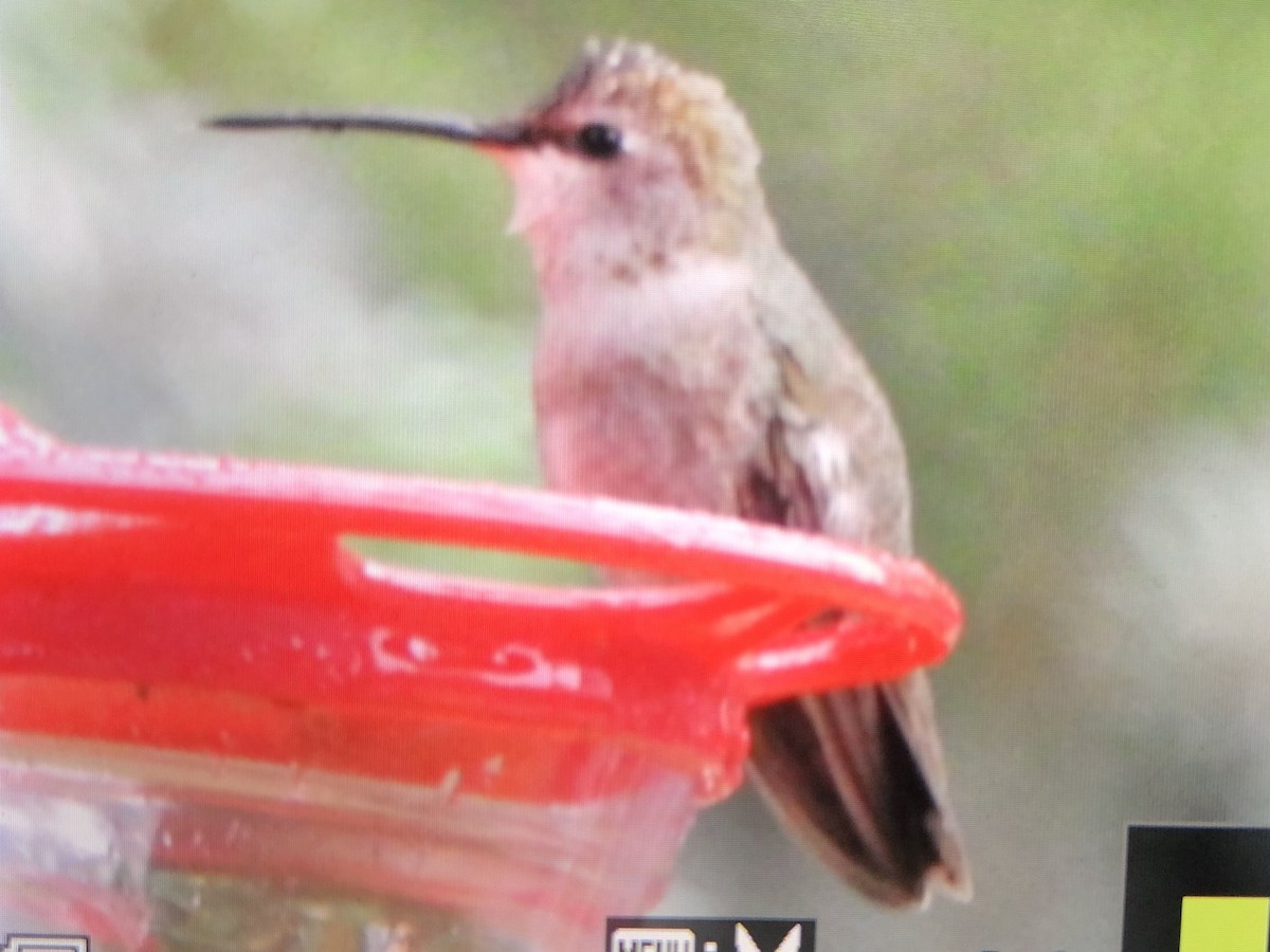 Black-chinned Hummingbird - Adrian Azar