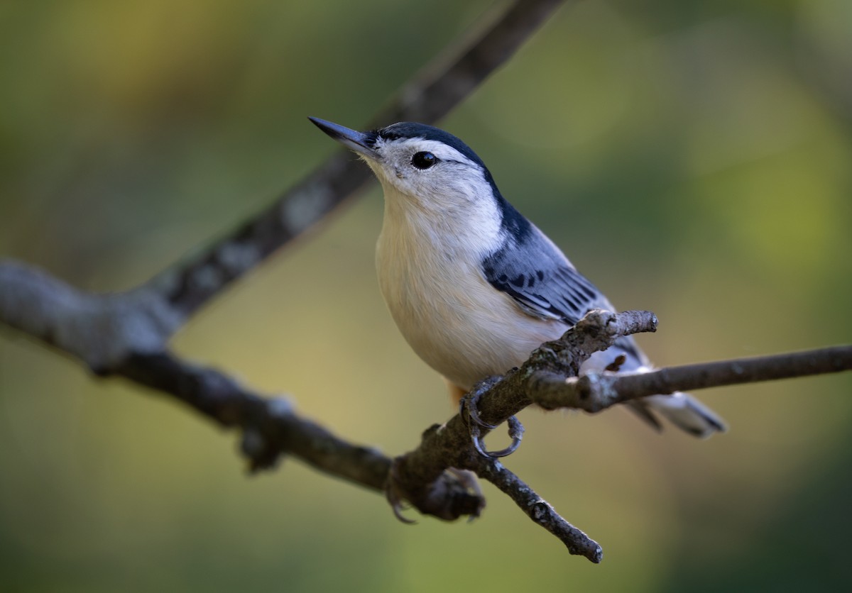 White-breasted Nuthatch - ML179485081