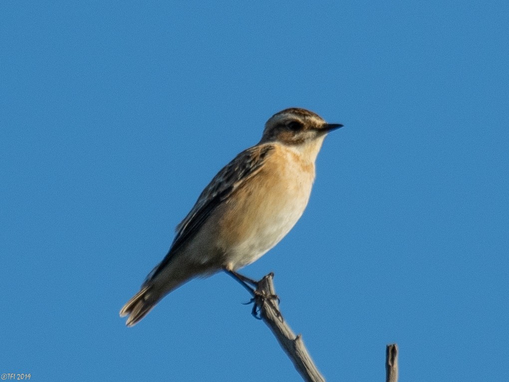 Whinchat - T I