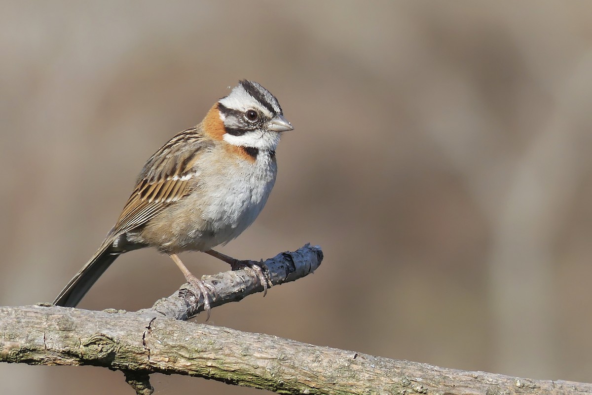Rufous-collared Sparrow - ML179489171