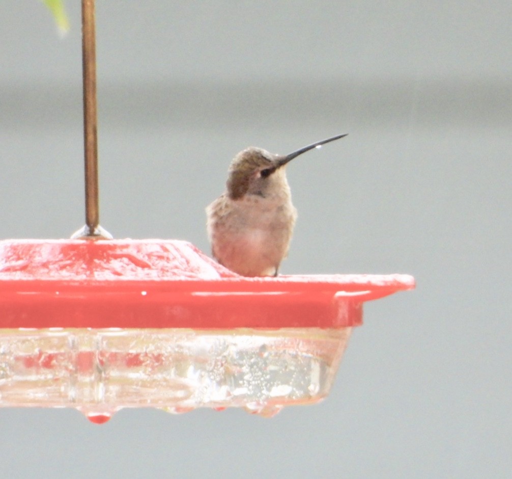 Black-chinned Hummingbird - ML179491621
