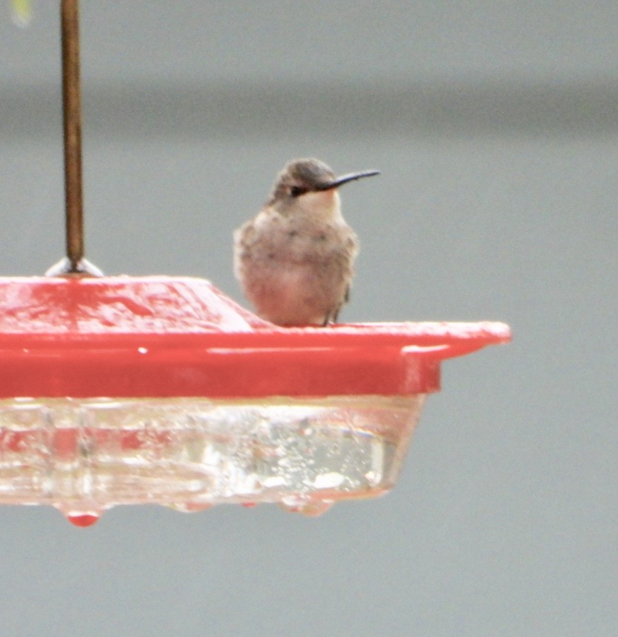 Black-chinned Hummingbird - ML179491631