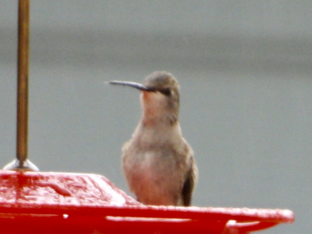 Black-chinned Hummingbird - ML179491641
