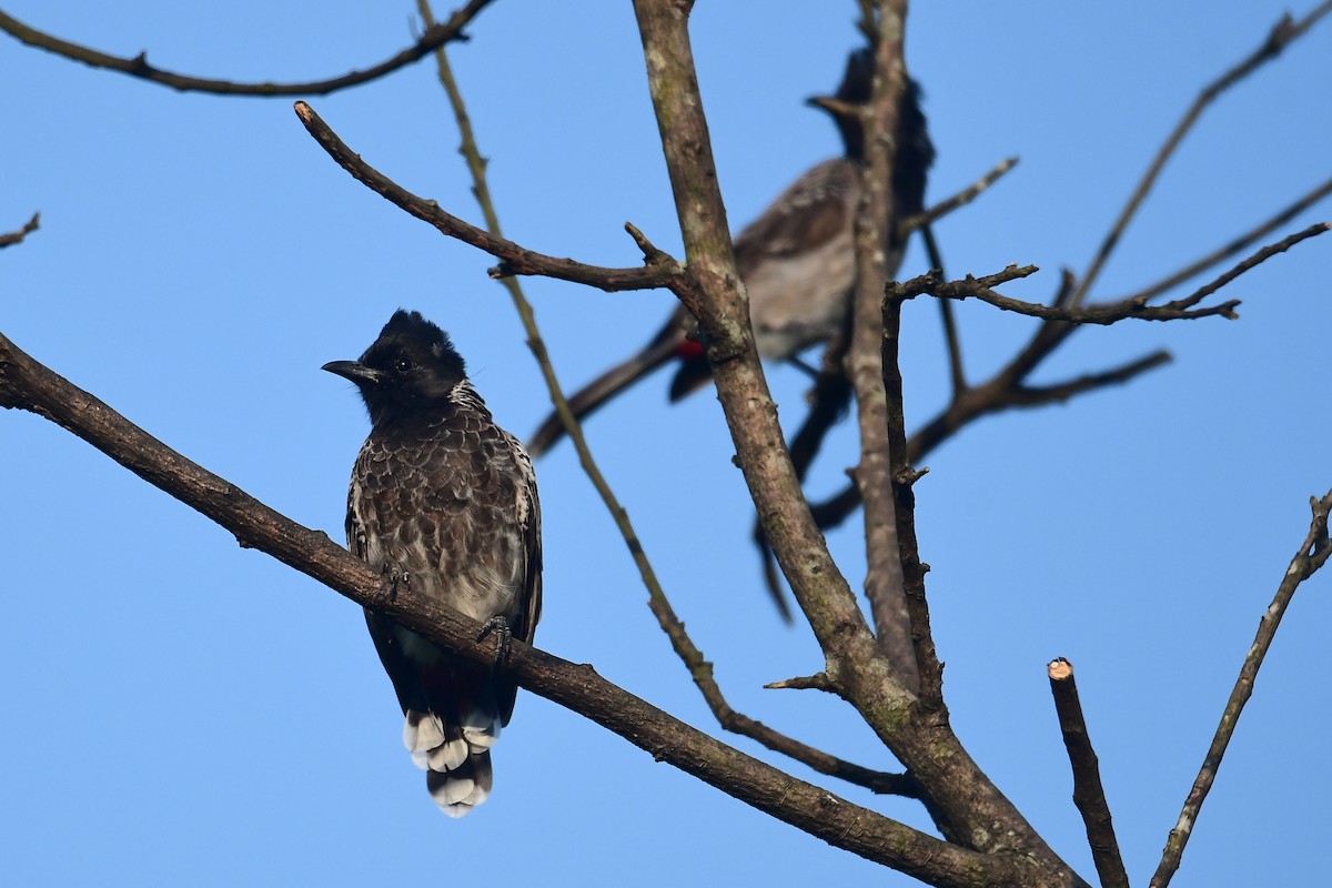Red-vented Bulbul - ML179496571
