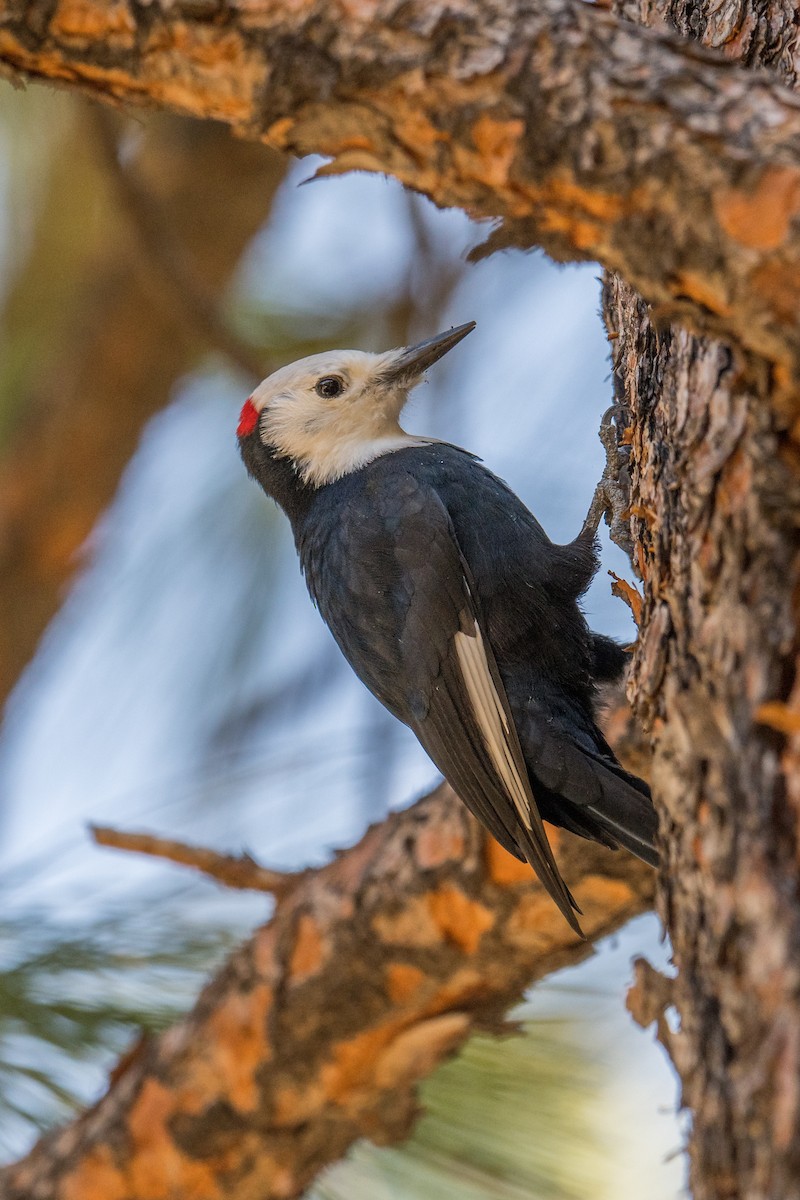 White-headed Woodpecker - ML179497601