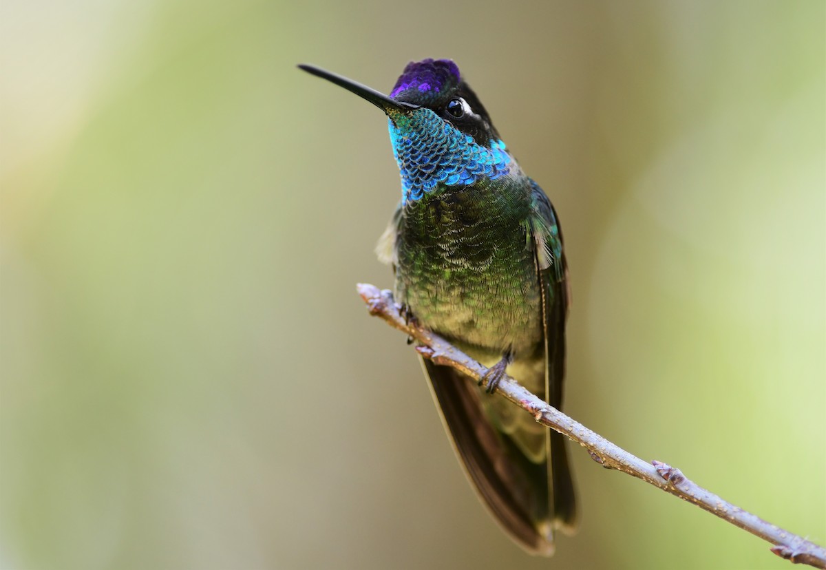 Rivoli's Hummingbird - ML179497971