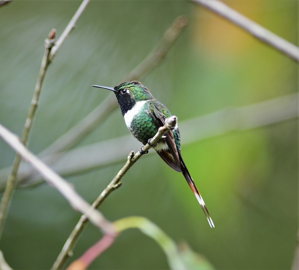 Sparkling-tailed Hummingbird - Brandon Nidiffer