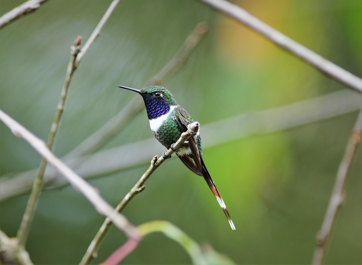 Sparkling-tailed Hummingbird - ML179498031