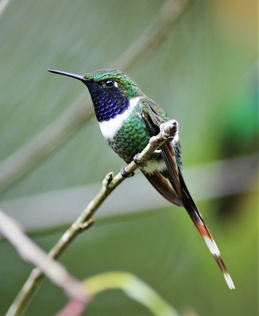 Sparkling-tailed Hummingbird - ML179498781