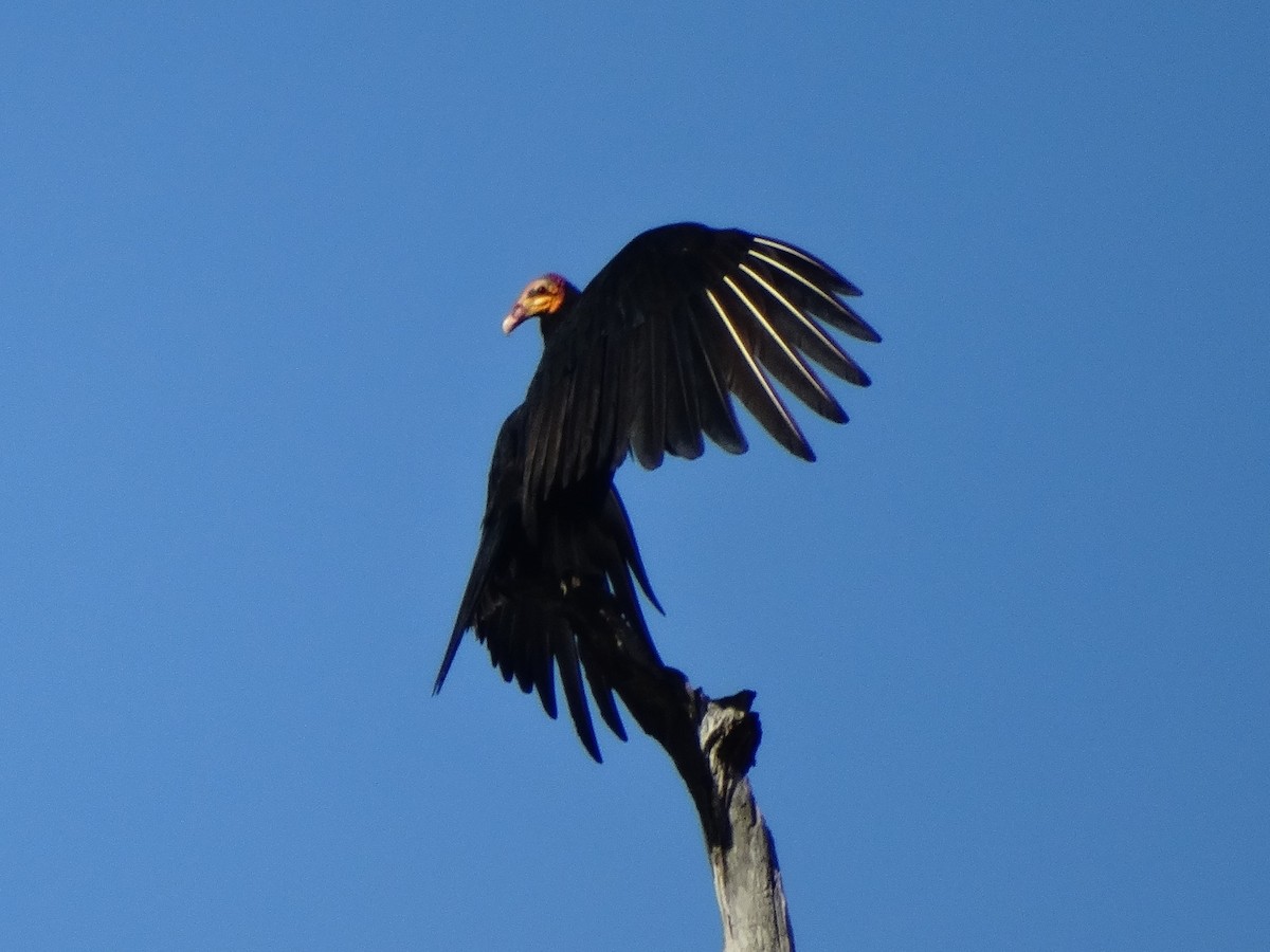 Greater Yellow-headed Vulture - ML179504031