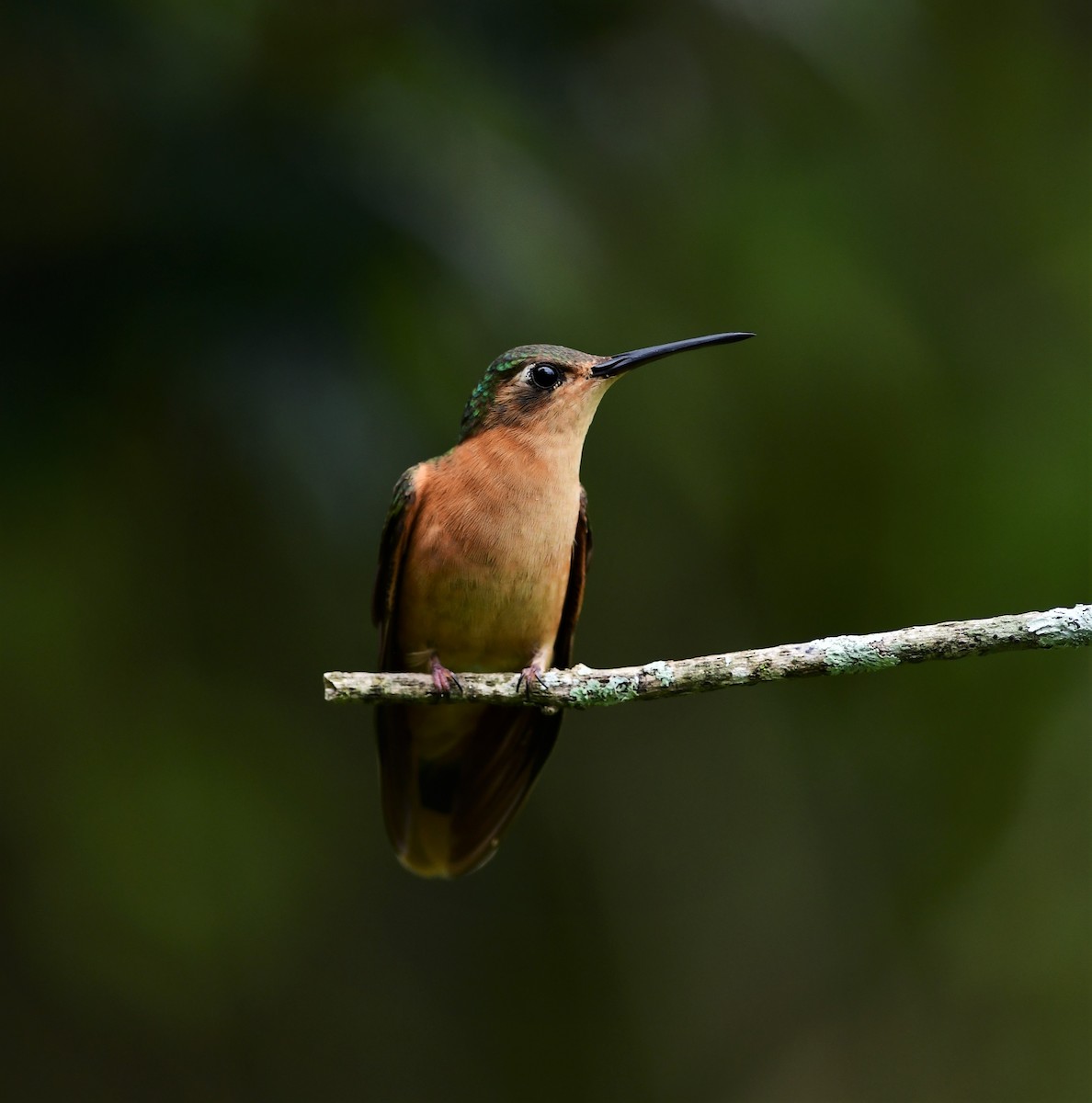 kolibřík pestroocasý - ML179504321